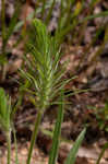 Largebracted plantain